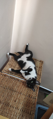 Комментарий с изображением на AdMe.Media