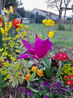 Комментарий с изображением на AdMe.Media