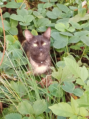 Комментарий с изображением на AdMe.Media