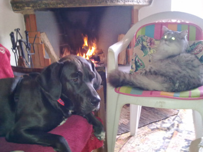 Комментарий с изображением на AdMe.Media