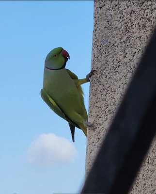 Комментарий с изображением на AdMe.Media