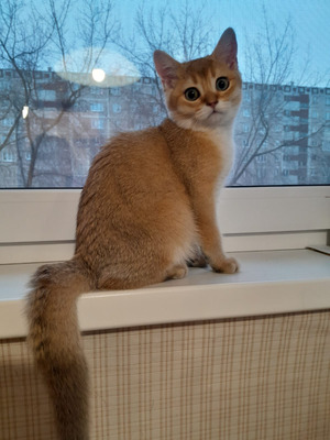 Комментарий с изображением на AdMe.Media