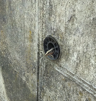 Комментарий с изображением на AdMe.Media