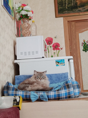 Комментарий с изображением на AdMe.Media