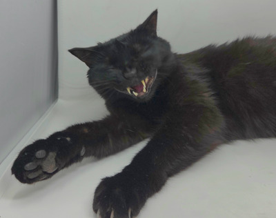 Комментарий с изображением на AdMe.Media