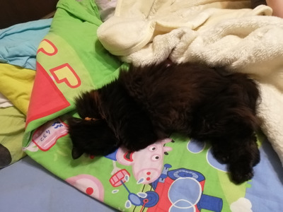 Комментарий с изображением на AdMe.Media