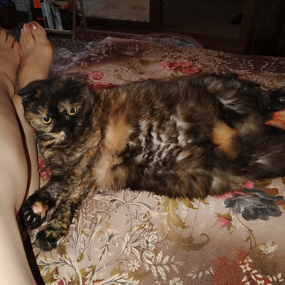 Комментарий с изображением на AdMe.Media