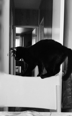 Комментарий с изображением на AdMe.Media