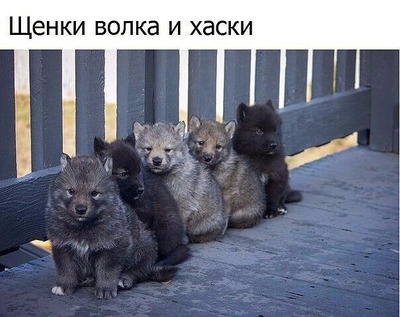 Комментарий с изображением на AdMe.Media