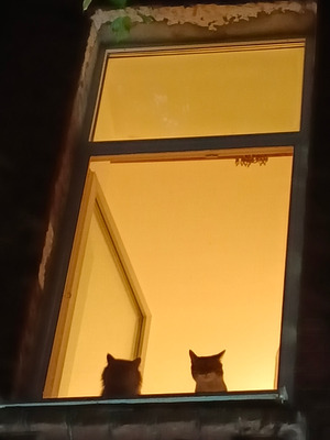 Комментарий с изображением на AdMe.Media