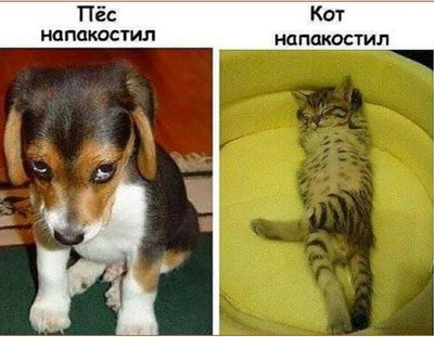 Комментарий с изображением на AdMe.Media