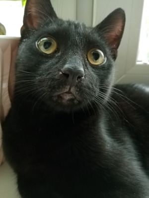 Комментарий с изображением на AdMe.Media