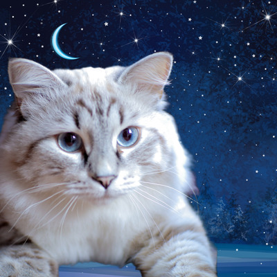 Комментарий с изображением на AdMe.Media