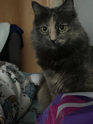 Комментарий с изображением на AdMe.Media