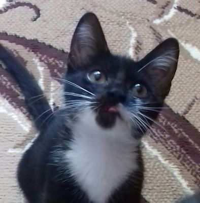 Комментарий с изображением на AdMe.Media