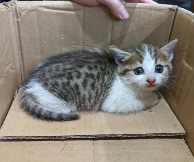 Комментарий с изображением на AdMe.Media