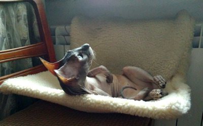 Комментарий с изображением на AdMe.Media