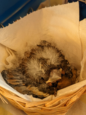 Комментарий с изображением на AdMe.Media