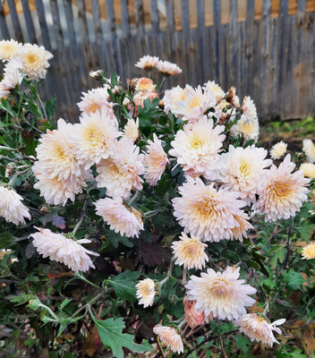 Комментарий с изображением на AdMe.Media