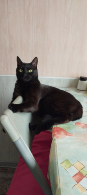 Комментарий с изображением на AdMe.Media