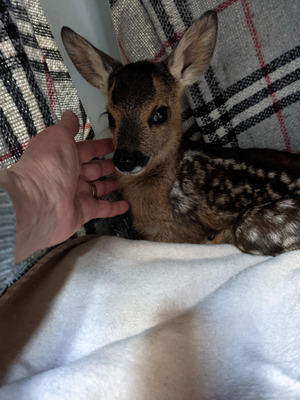 Комментарий с изображением на AdMe.Media