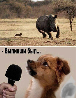 Комментарий с изображением на AdMe.Media