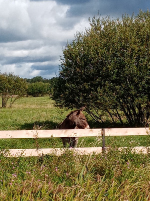 Комментарий с изображением на AdMe.Media