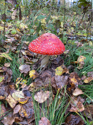 Комментарий с изображением на AdMe.Media