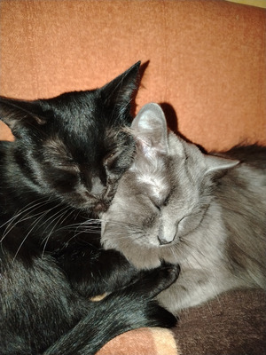 Комментарий с изображением на AdMe.Media