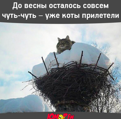 Комментарий с изображением на AdMe.Media