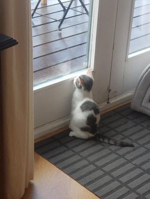 Комментарий с изображением на AdMe.Media