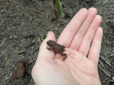 Комментарий с изображением на AdMe.Media