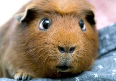 Комментарий с изображением на AdMe.Media