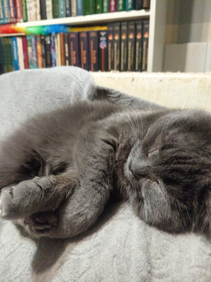 Комментарий с изображением на AdMe.Media