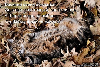 Комментарий с изображением на AdMe.Media