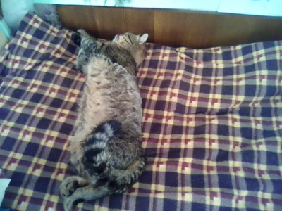 Комментарий с изображением на AdMe.Media