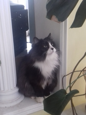 Комментарий с изображением на AdMe.Media