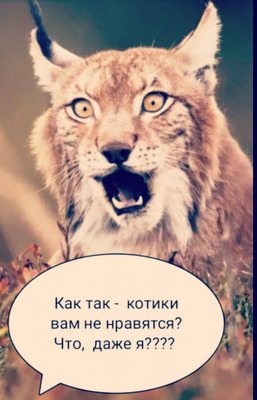 Комментарий с изображением на AdMe.Media