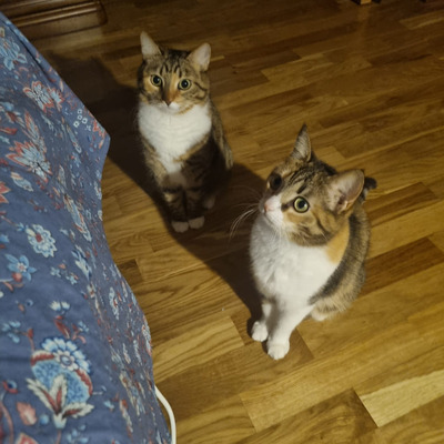 Комментарий с изображением на AdMe.Media