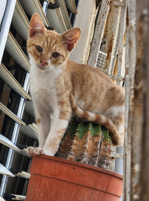 Комментарий с изображением на AdMe.Media