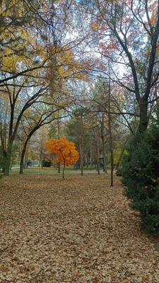 Комментарий с изображением на AdMe.Media