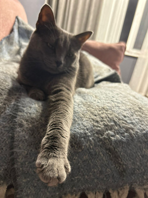 Комментарий с изображением на AdMe.Media