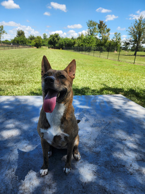 Комментарий с изображением на AdMe.Media