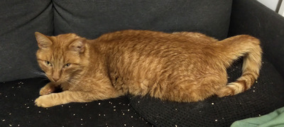 Комментарий с изображением на AdMe.Media