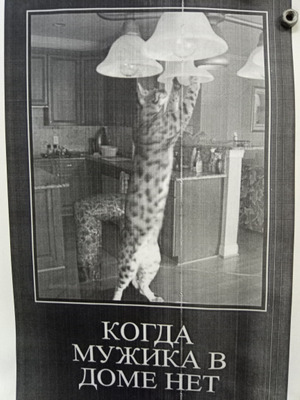 Комментарий с изображением на AdMe.Media