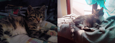 Комментарий с изображением на AdMe.Media