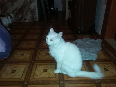 Комментарий с изображением на AdMe.Media