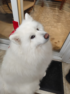 Комментарий с изображением на AdMe.Media