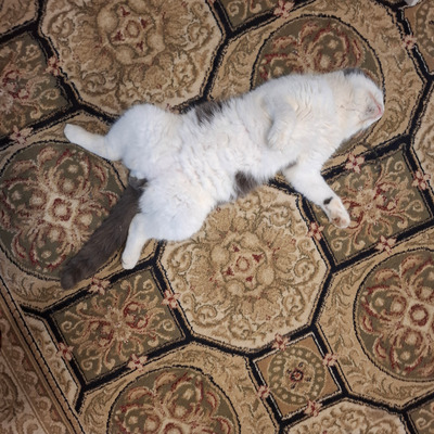 Комментарий с изображением на AdMe.Media