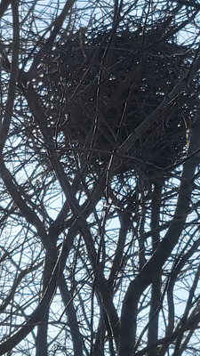 Комментарий с изображением на AdMe.Media